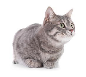 Portrait of gray tabby cat on white background. Lovely pet