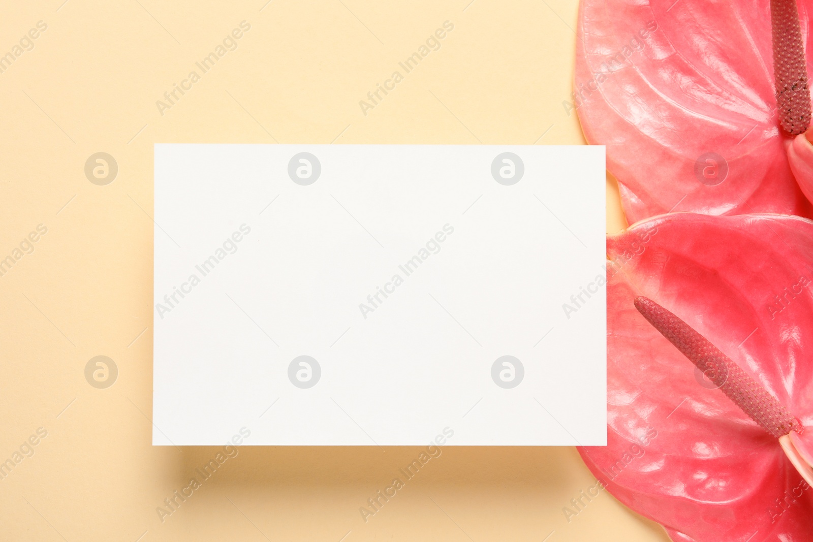 Photo of Creative composition with tropical flowers and card on color background, top view