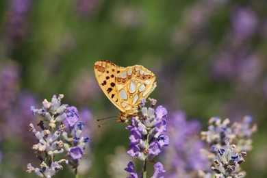 Photo of Beautiful butterfly in lavender field on summer day, closeup