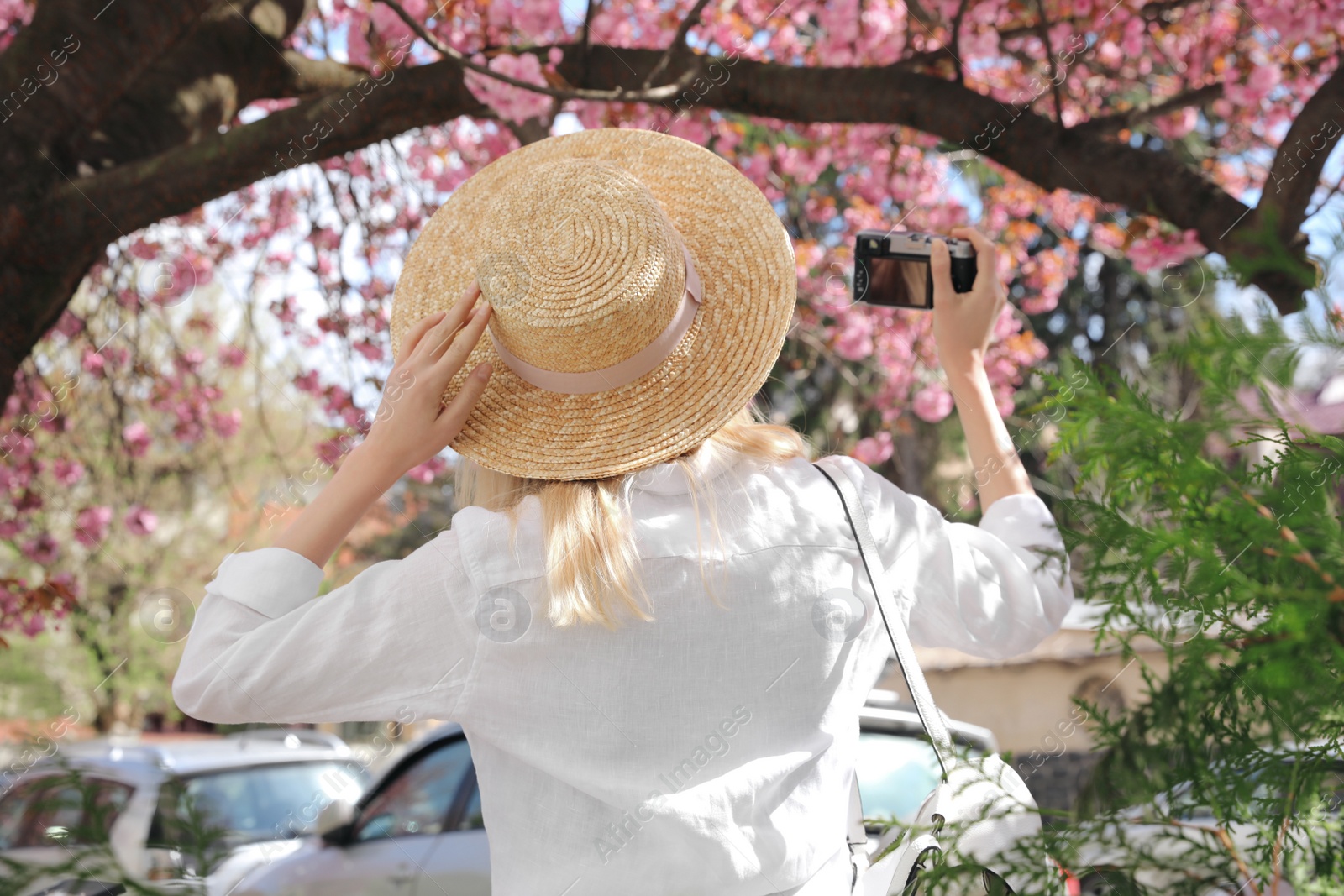 Photo of Female tourist taking photo of blossoming tree on city street, back view