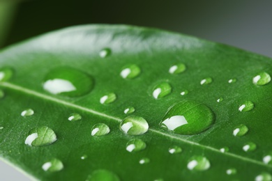 Photo of View of water drops on green leaf, closeup