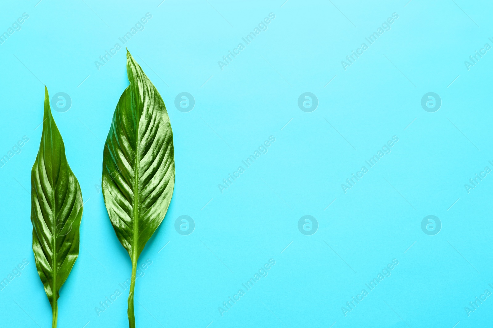 Photo of Beautiful tropical Spathiphyllum leaves on color background, top view