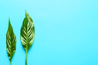 Photo of Beautiful tropical Spathiphyllum leaves on color background, top view