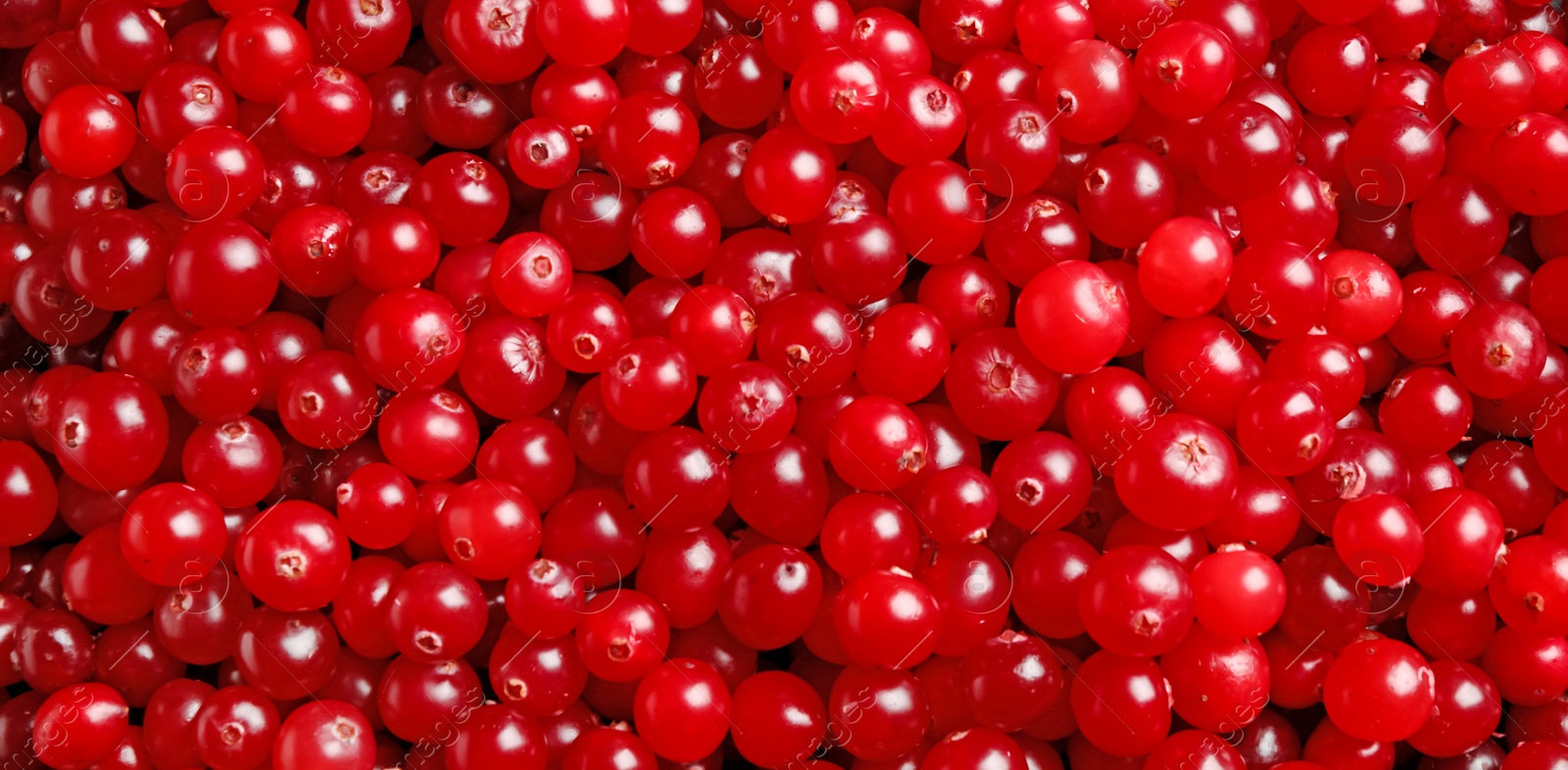 Image of Fresh ripe cranberries as background, closeup. Banner design