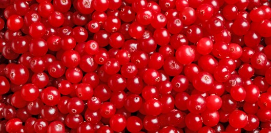 Fresh ripe cranberries as background, closeup. Banner design