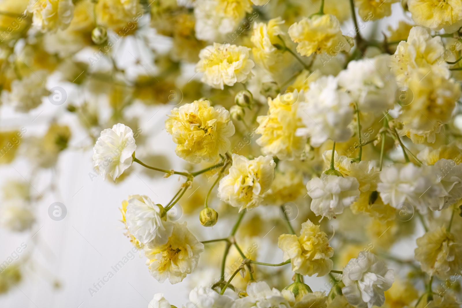 Photo of Beautiful dyed gypsophila flowers on white background, closeup