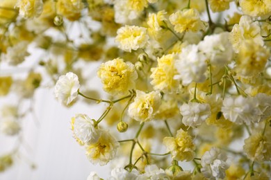 Beautiful dyed gypsophila flowers on white background, closeup