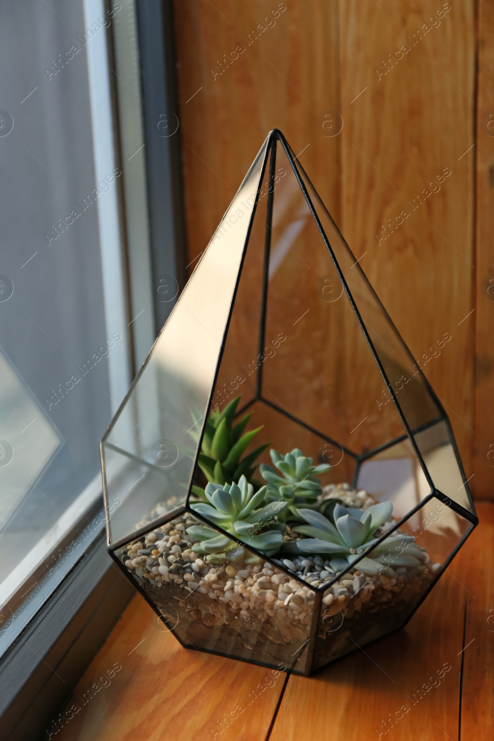 Photo of Florarium with succulents on wooden windowsill indoor