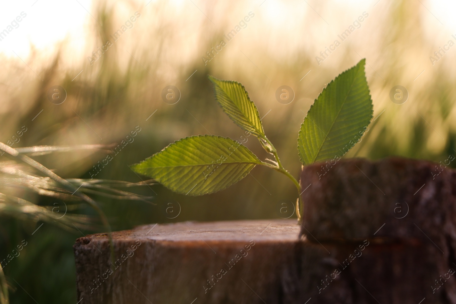 Photo of Young green seedling growing out of tree stub outdoors. New life concept