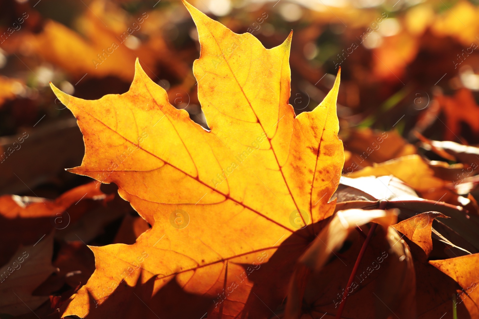 Photo of Pile of beautiful fallen leaves outdoors on sunny autumn day, closeup