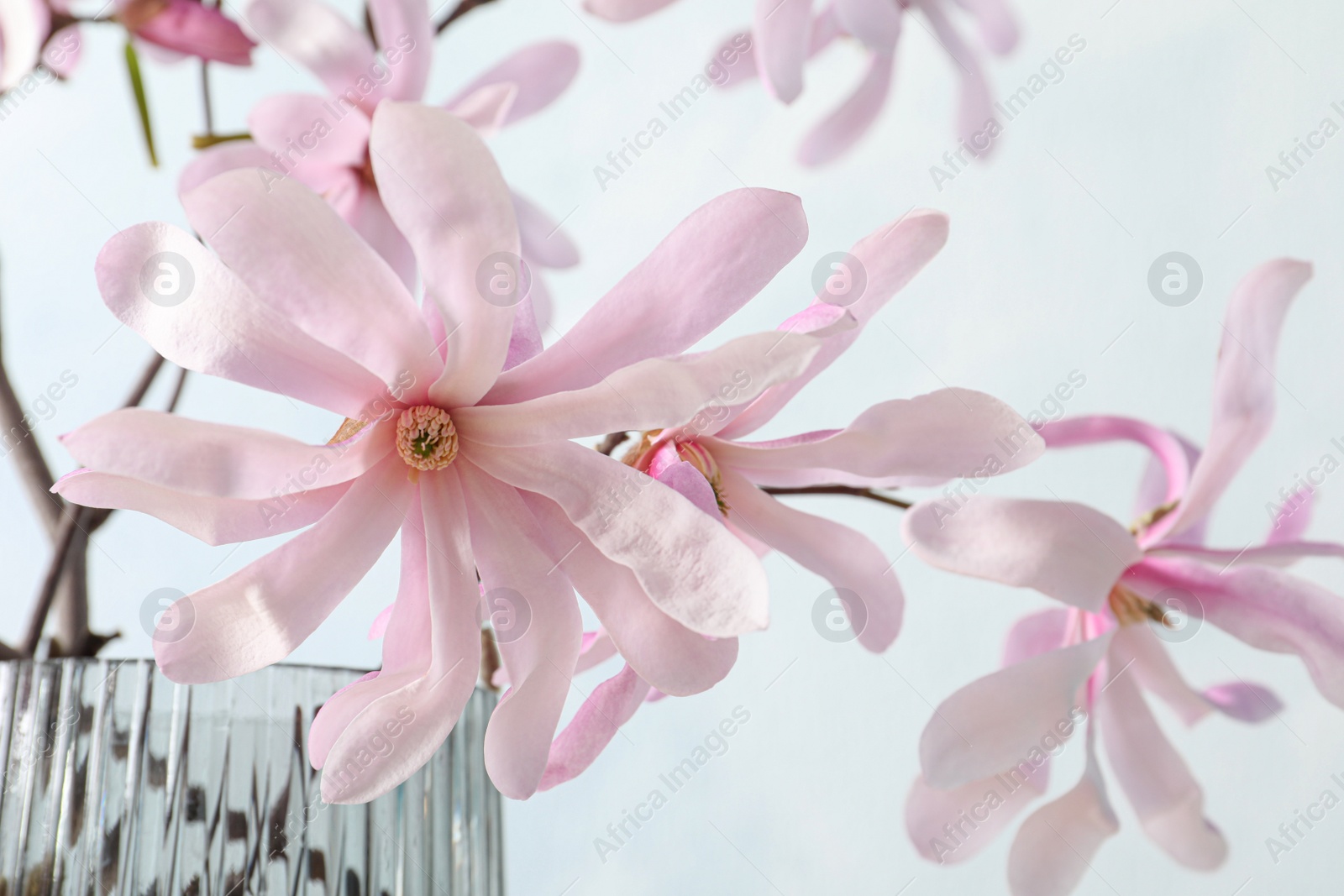 Photo of Magnolia tree branches with beautiful flowers in glass vase on light background, closeup