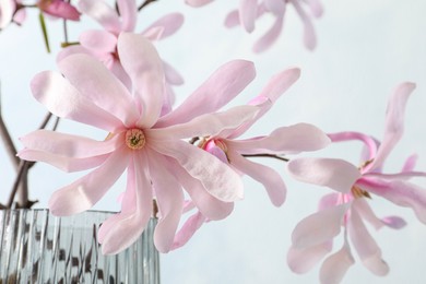 Magnolia tree branches with beautiful flowers in glass vase on light background, closeup