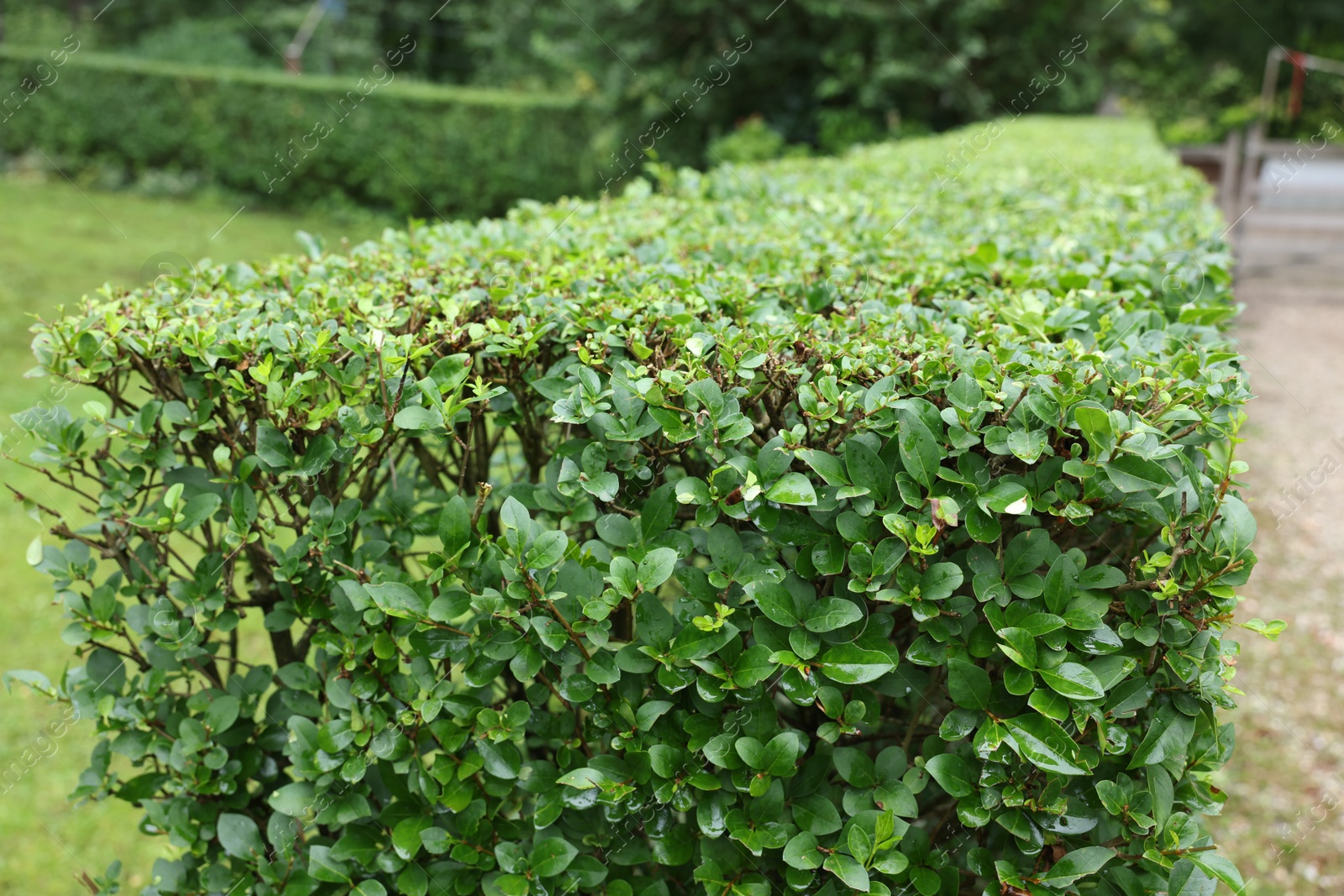 Photo of Beautiful green boxwood hedge outdoors. Landscape design