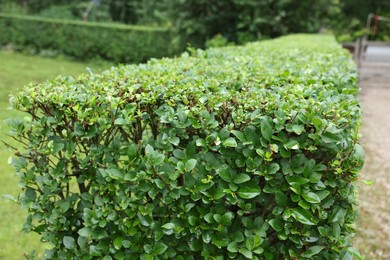 Photo of Beautiful green boxwood hedge outdoors. Landscape design