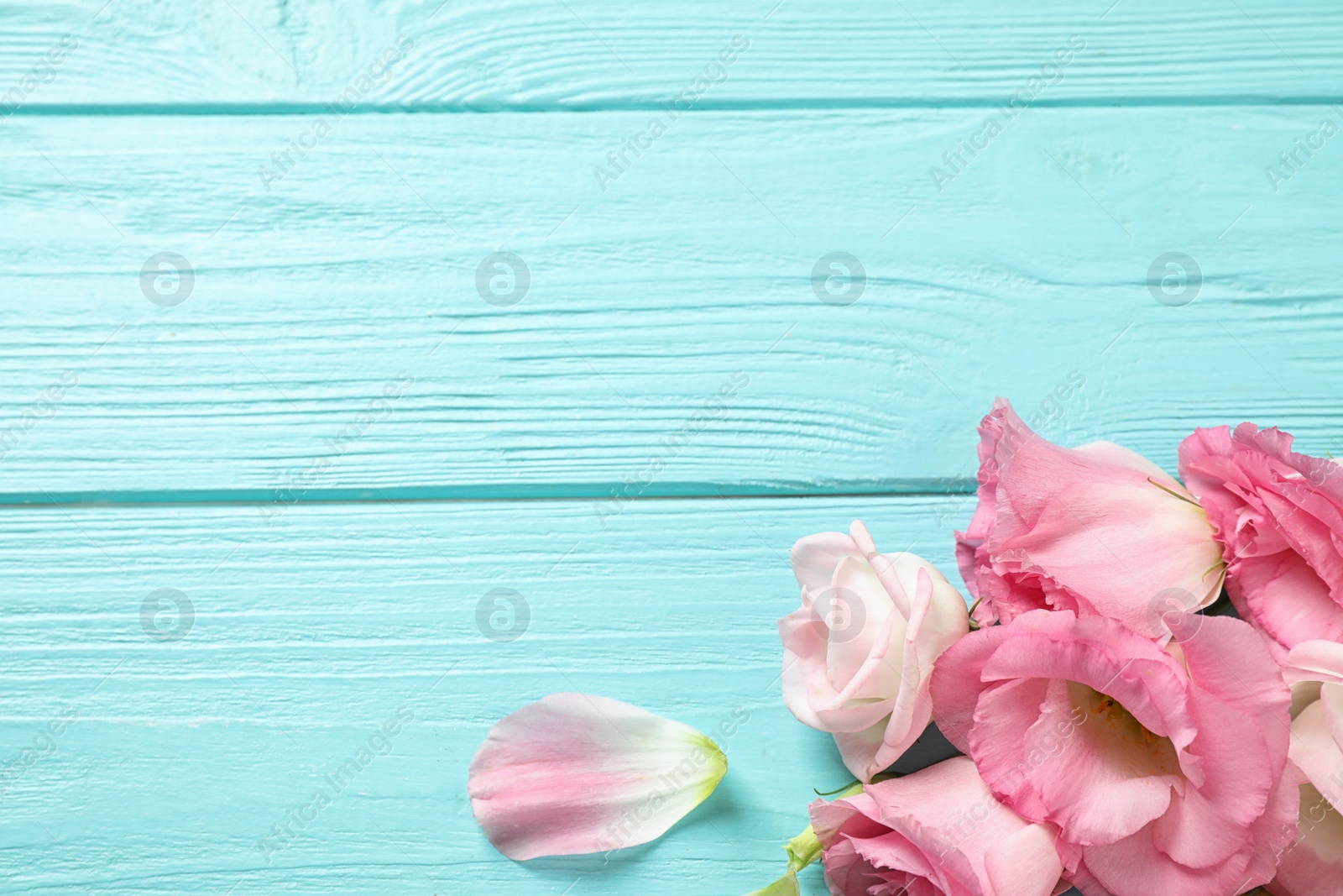 Photo of Flat lay composition with beautiful Eustoma flowers on light blue wooden table, space for text