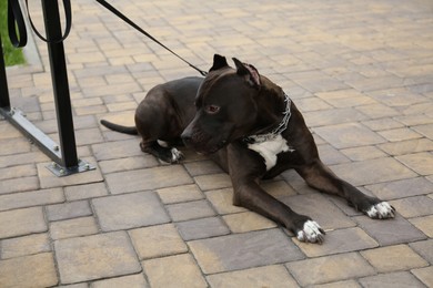 Photo of Beautiful American Staffordshire Terrier on leash outdoors. Dog walking