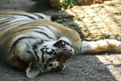 Amur tiger sleeping at enclosure in zoo