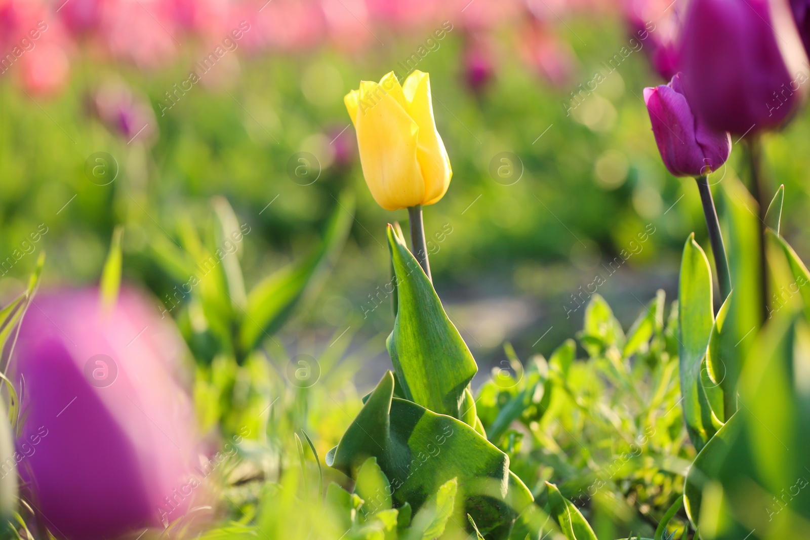 Photo of Closeup view of beautiful fresh tulips on field. Blooming spring flowers