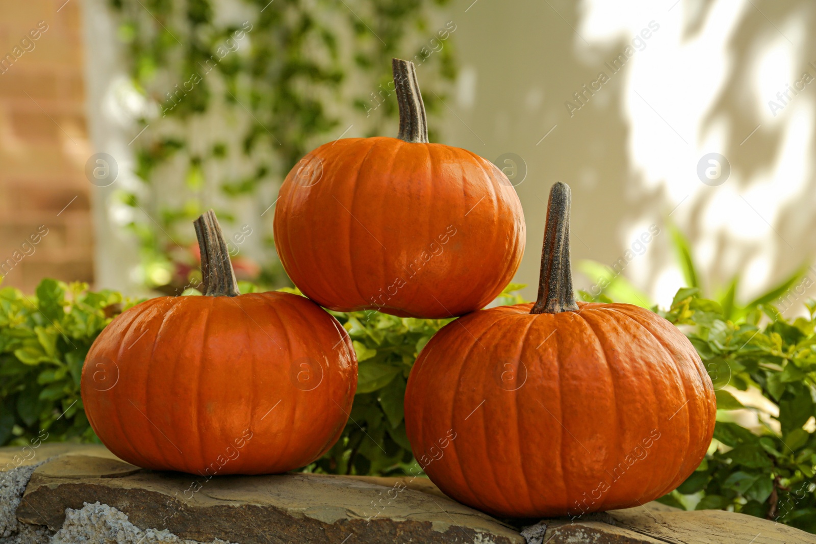 Photo of Many whole ripe pumpkins on stone curb outdoors