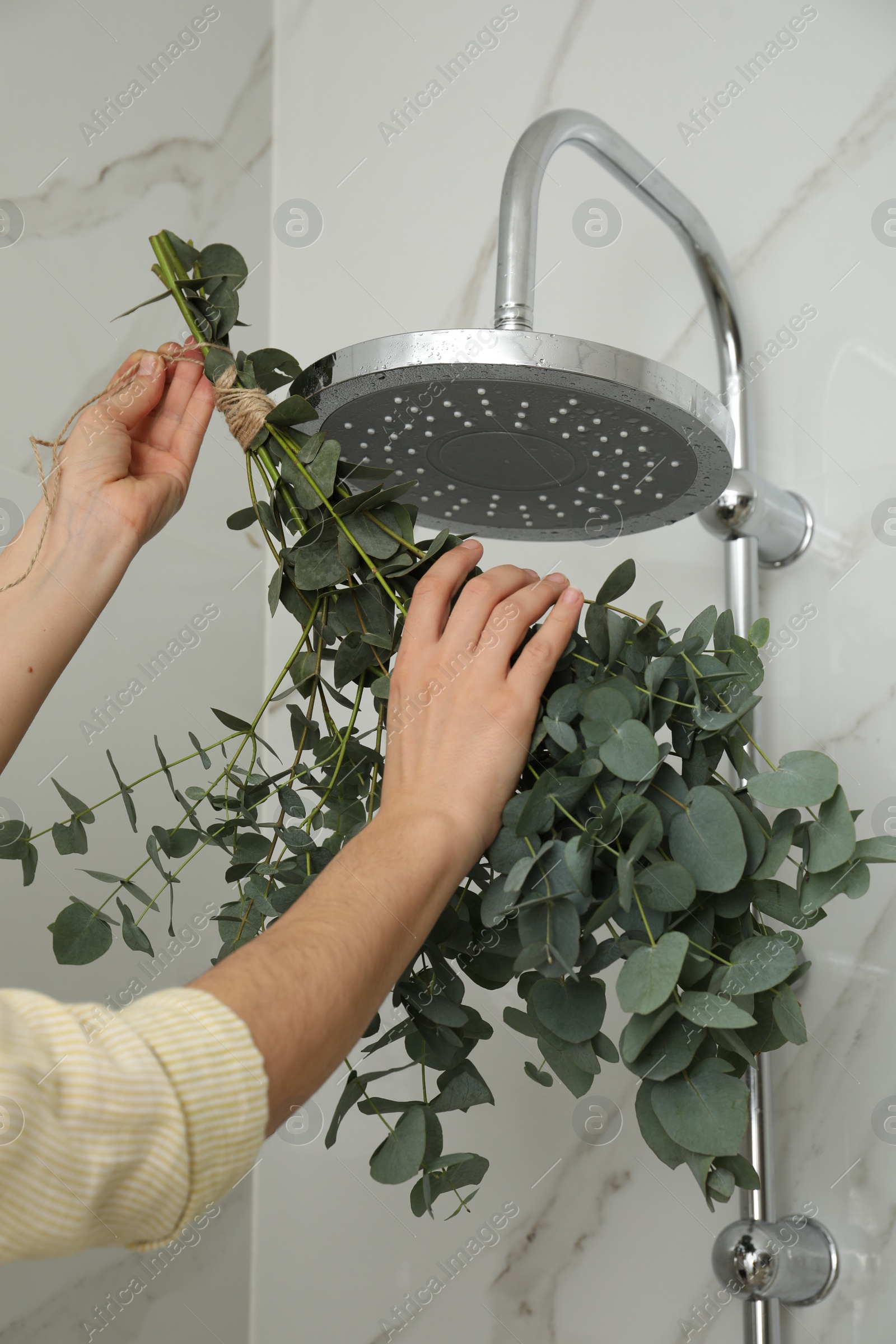 Photo of Woman hanging branches with green eucalyptus leaves on shower, closeup