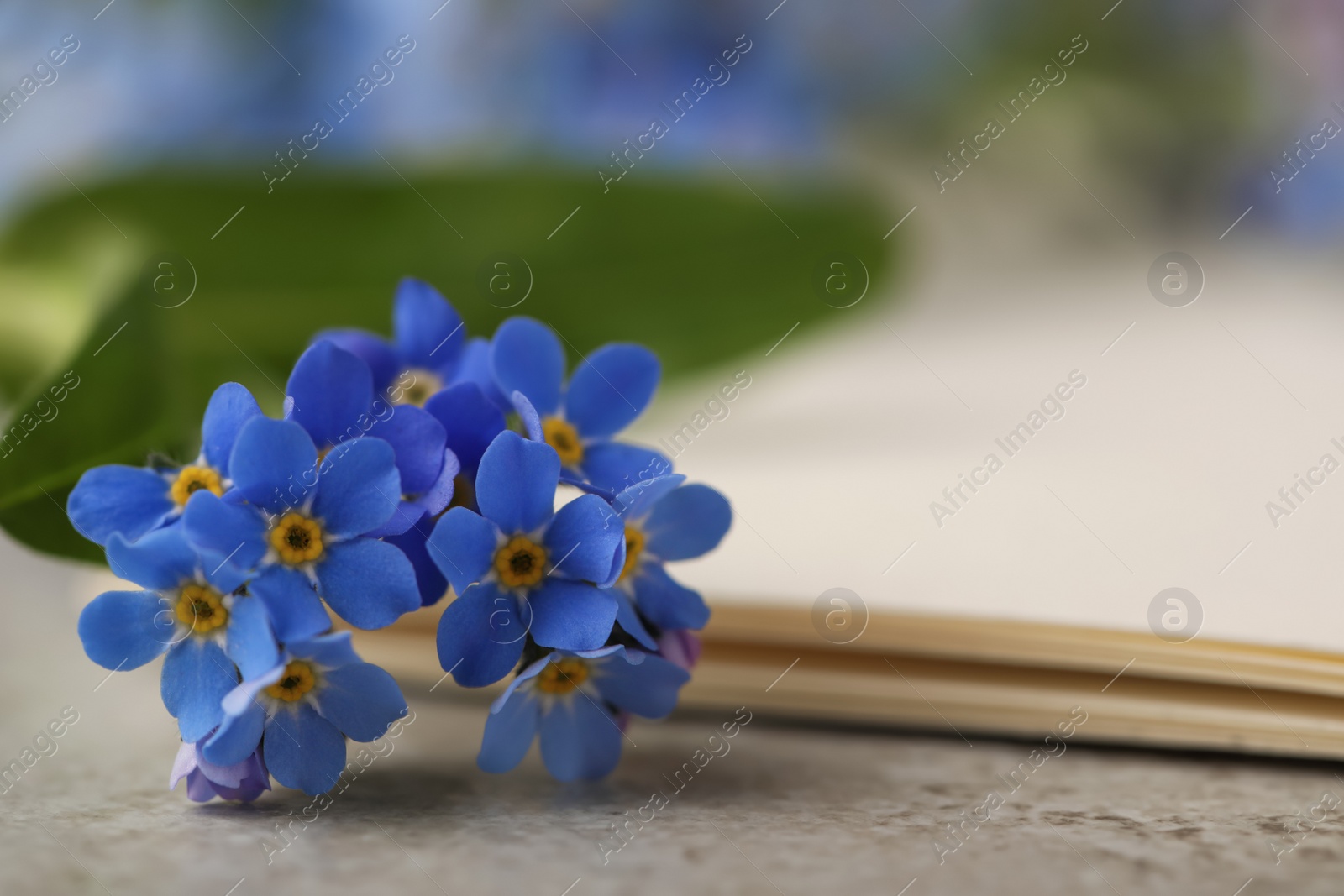 Photo of Beautiful Forget-me-not flowers and paper on grey table, closeup. Space for text