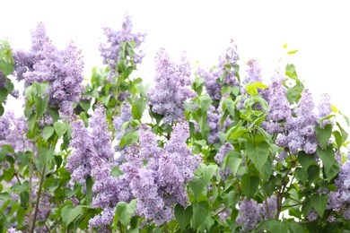 Blossoming lilac outdoors on spring day