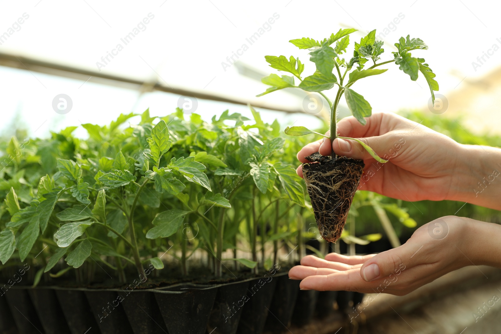 Photo of Woman with tomato seedling in greenhouse, closeup