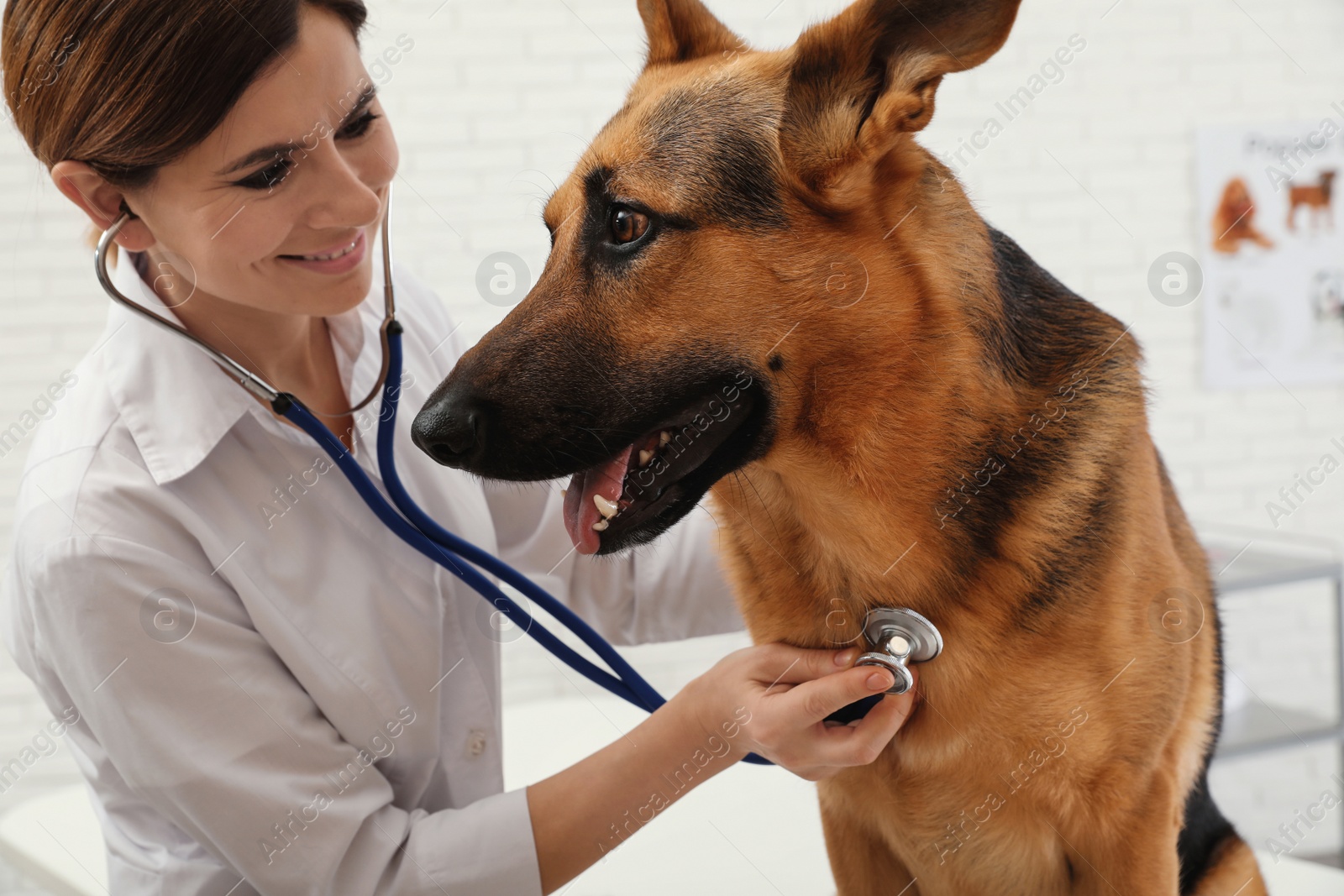 Photo of Professional veterinarian examining German Shepherd dog in clinic