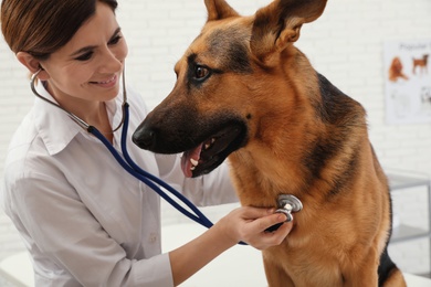 Photo of Professional veterinarian examining German Shepherd dog in clinic