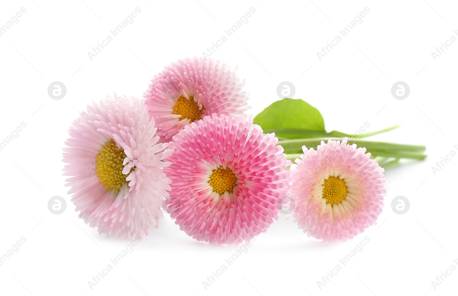 Photo of Beautiful blooming daisies on white background. Spring flowers