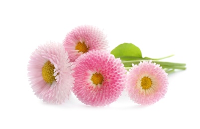 Photo of Beautiful blooming daisies on white background. Spring flowers