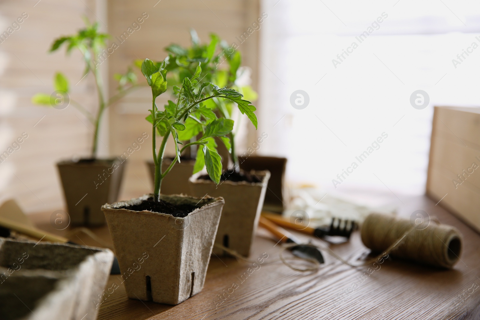 Photo of Green tomato seedling in peat pot on wooden table