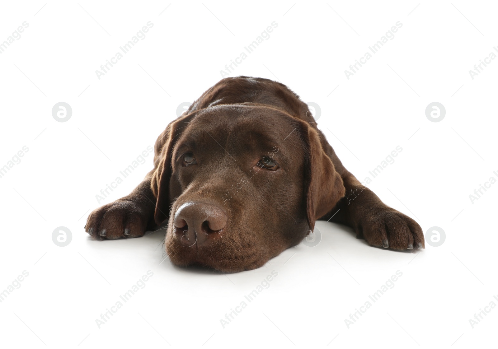 Photo of Chocolate labrador retriever lying on white background