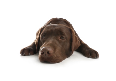 Photo of Chocolate labrador retriever lying on white background