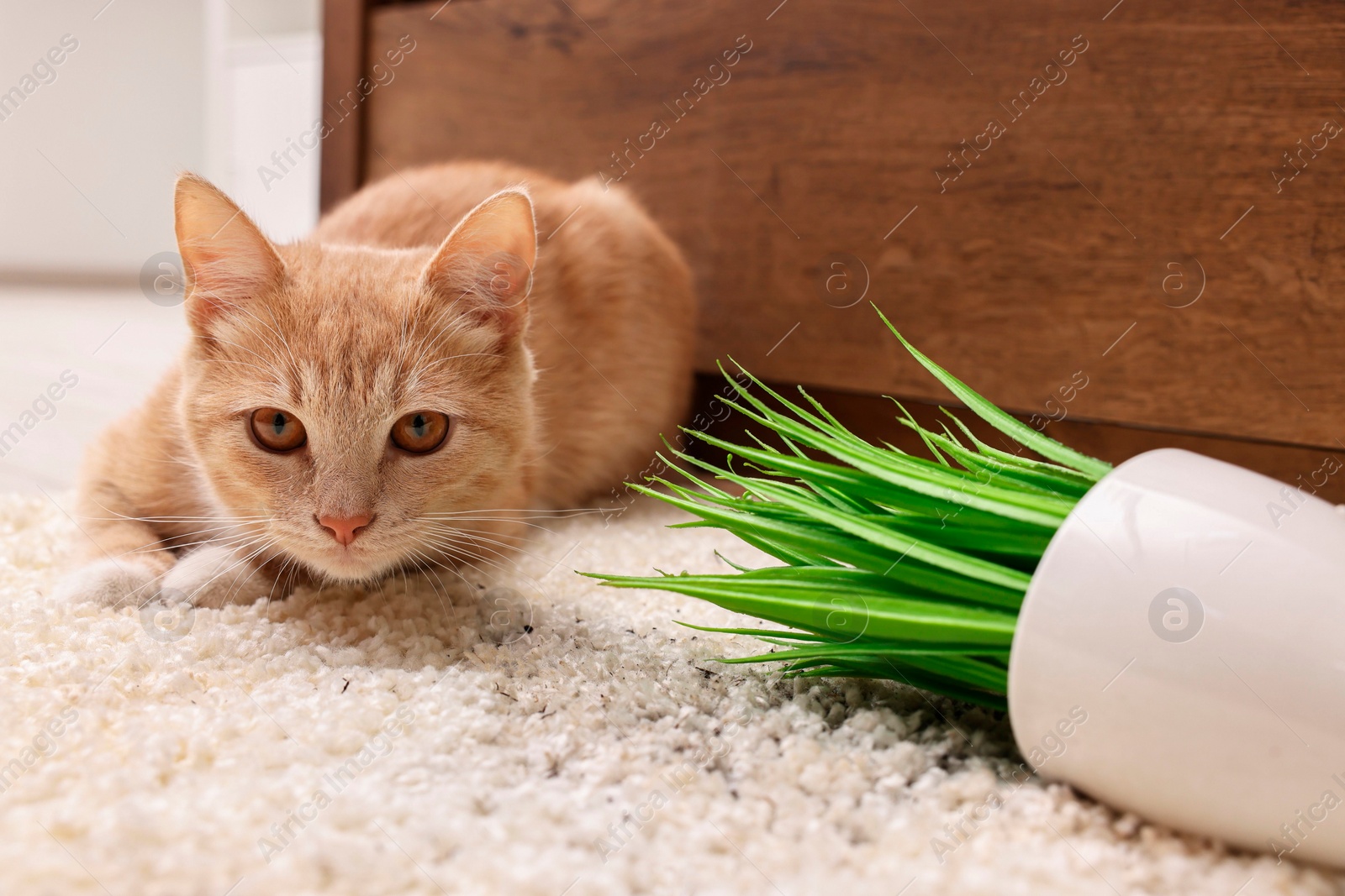 Photo of Cute ginger cat near overturned houseplant on carpet at home