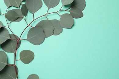 Photo of Eucalyptus branch with fresh green leaves on turquoise background, top view. Space for text