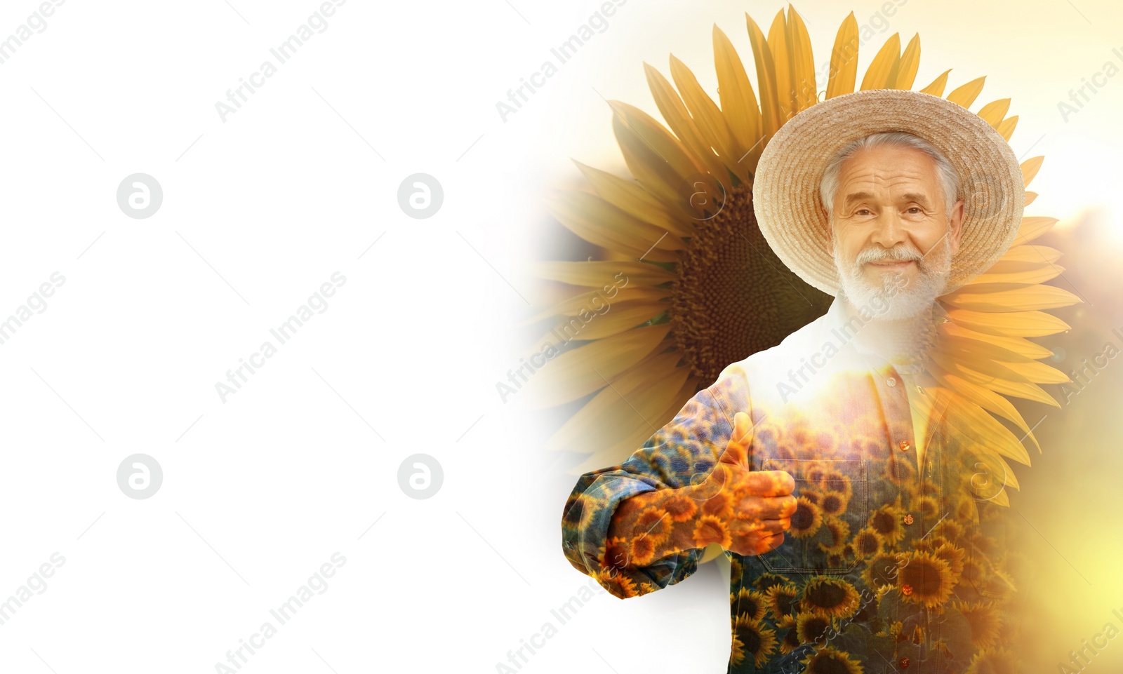 Image of Double exposure of farmer and sunflower field on white background