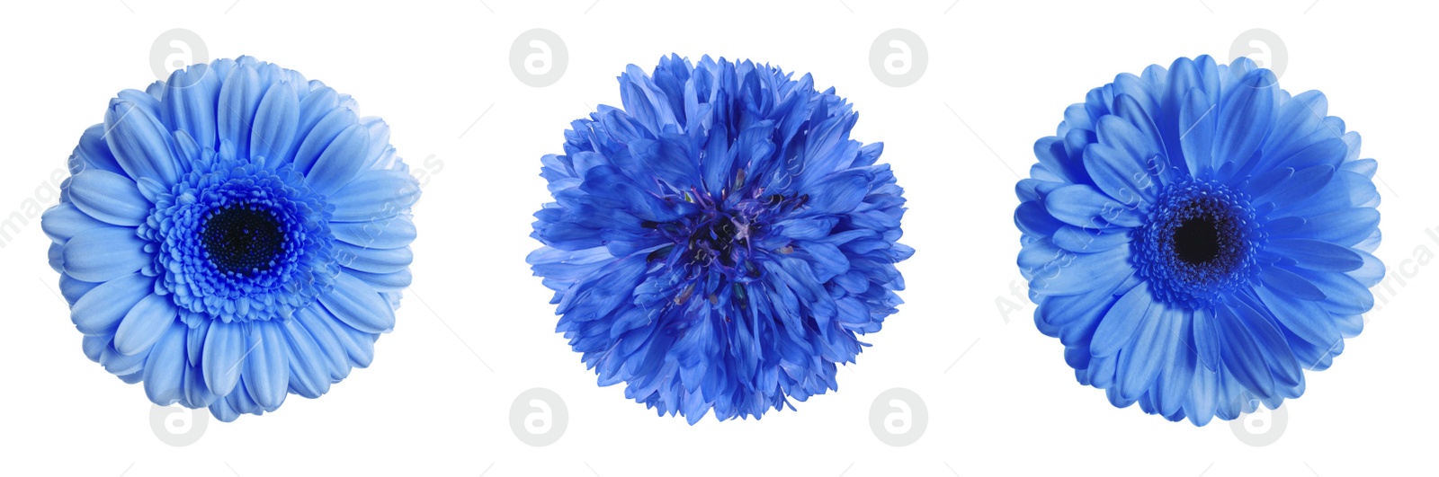 Image of Set with different beautiful blue flowers on white background. Banner design