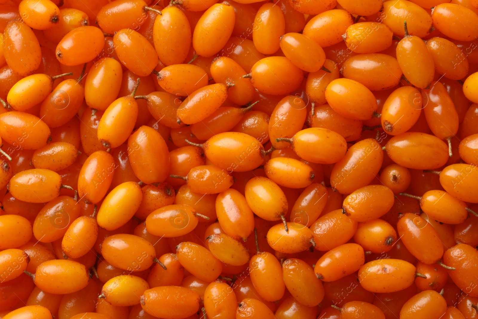 Photo of Many ripe sea buckthorn berries as background, top view