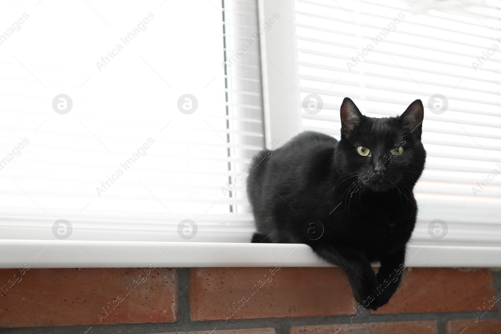 Photo of Adorable black cat near window with blinds indoors. Space for text