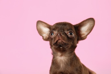 Photo of Cute small Chihuahua dog on pink background