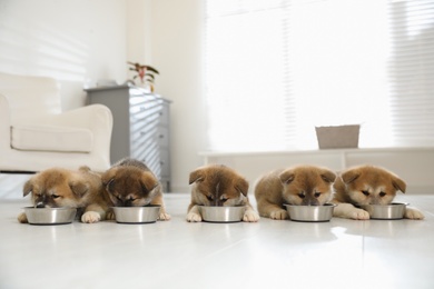 Photo of Adorable Akita Inu puppies eating from feeding bowls indoors