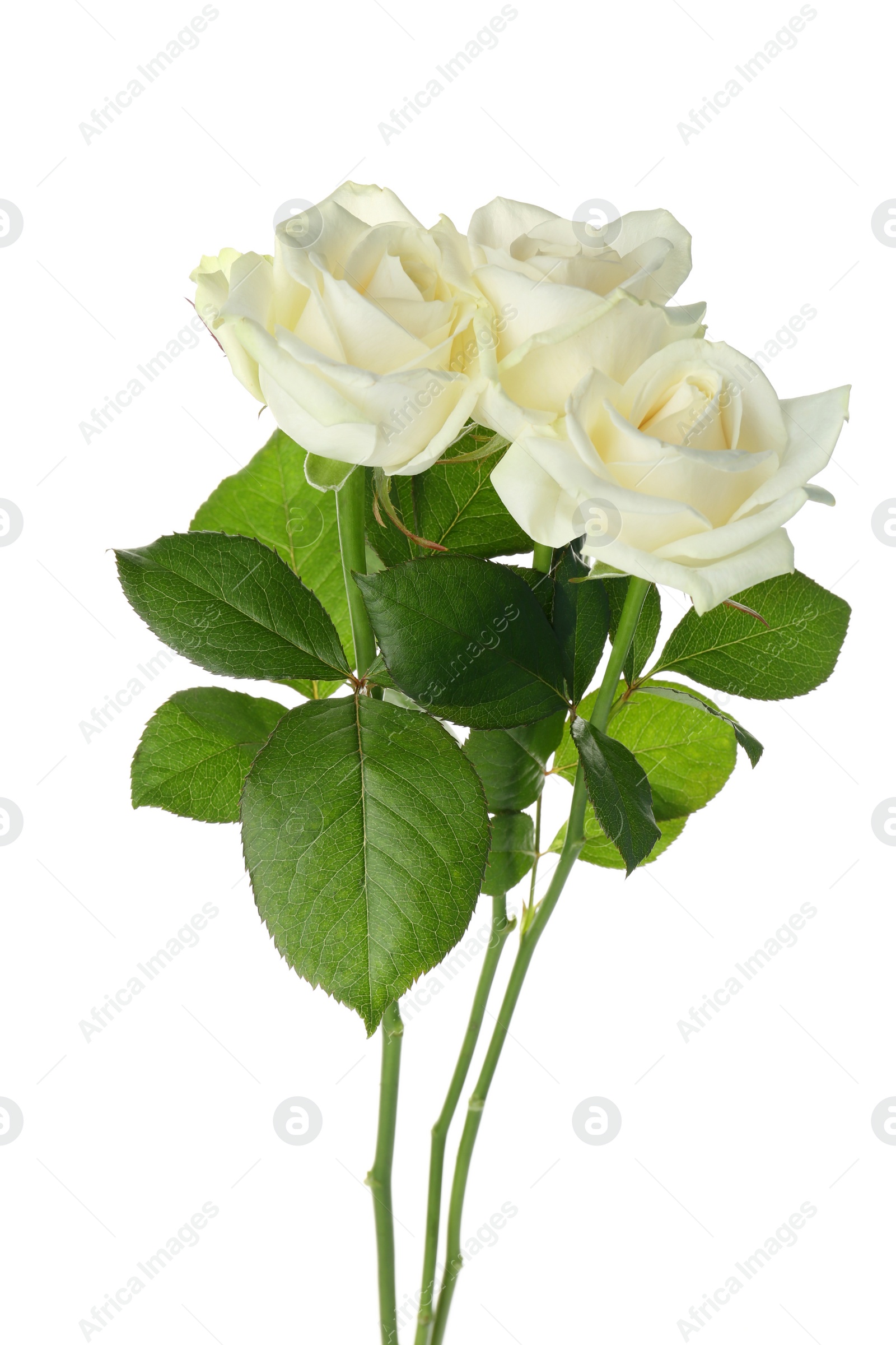 Photo of Beautiful fresh roses on white background. Funeral symbol