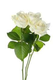 Beautiful fresh roses on white background. Funeral symbol