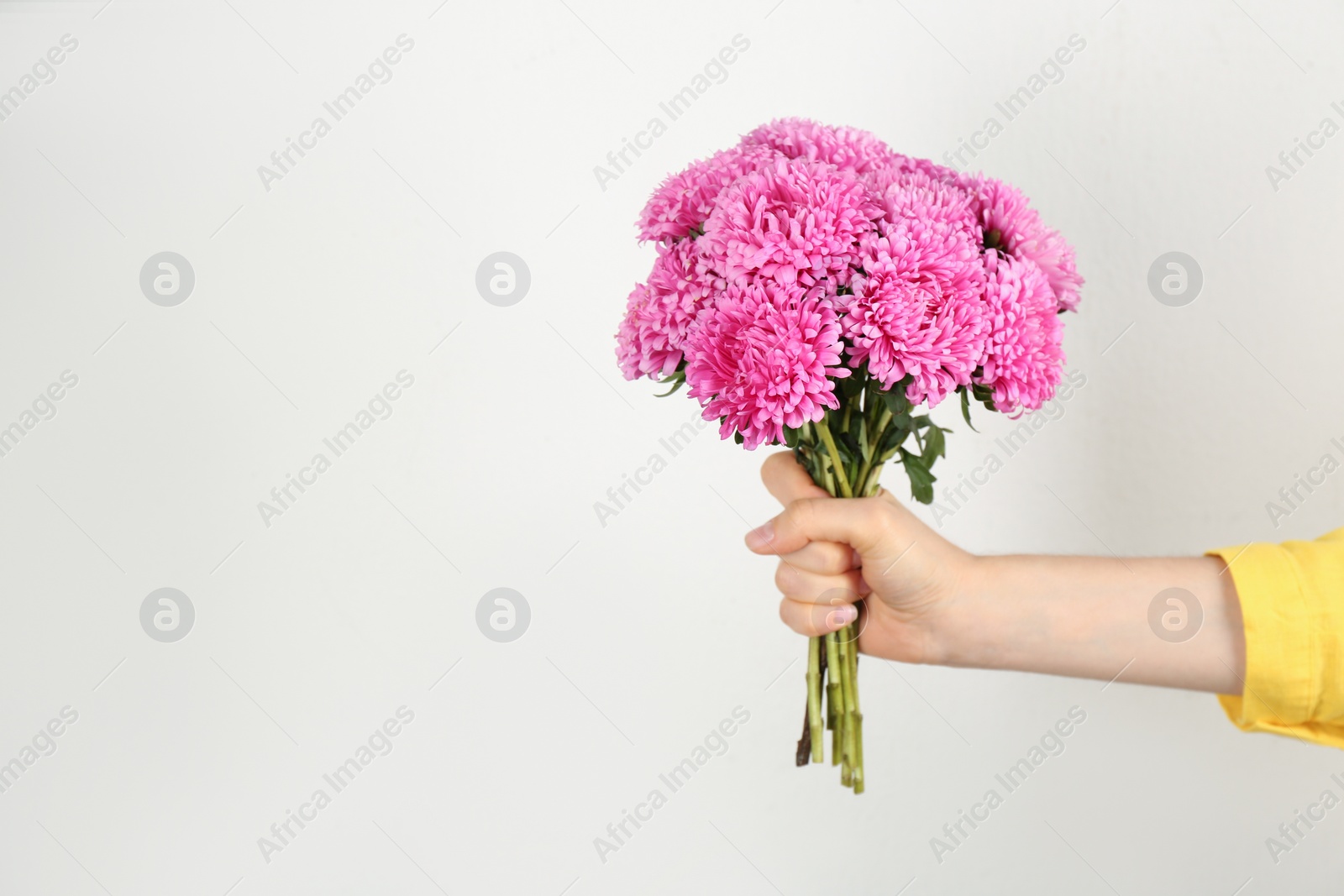 Photo of Woman with bouquet of beautiful asters and space for text on light background, closeup. Autumn flowers