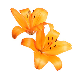 Image of Beautiful blooming orange lily flowers isolated on white