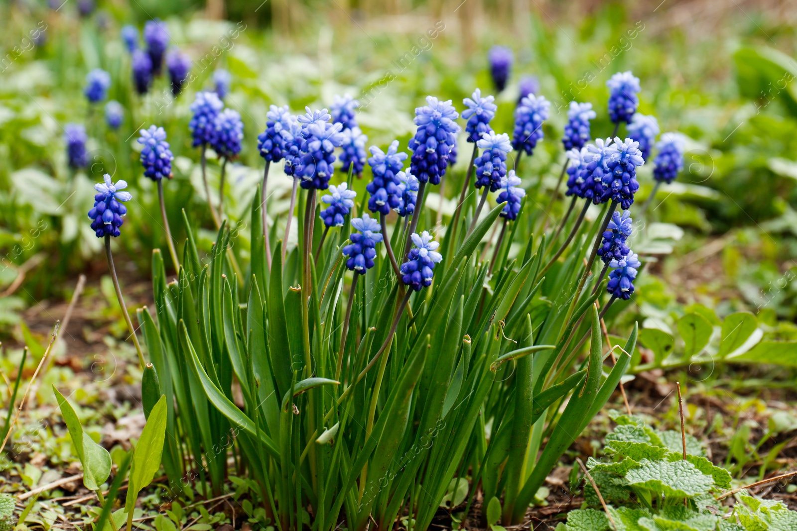 Photo of Beautiful muscaris growing in garden. Spring flower