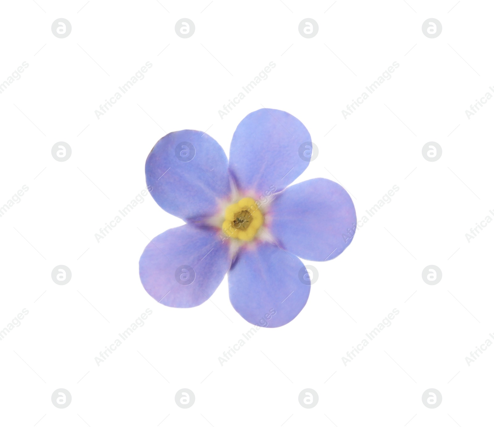 Photo of Beautiful blue Forget-me-not flower isolated on white