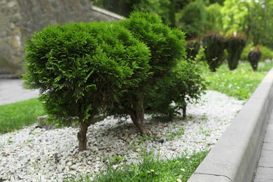 Photo of Beautiful thuja trees growing in park. Gardening and landscaping