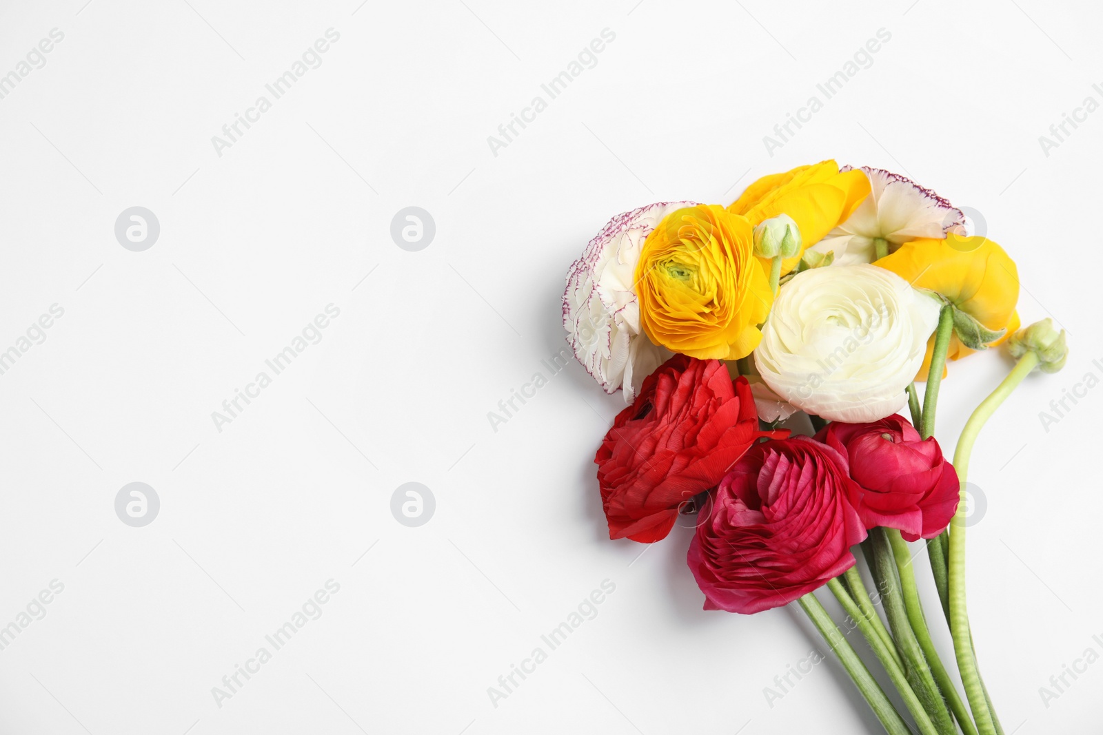 Photo of Beautiful ranunculus flowers on white background, top view